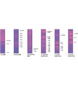 Bio-Rad脈沖場(chǎng)標準品和分子量標尺脈沖場(chǎng)電泳標準品