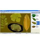 LA-S型植物葉面積、病斑、蟲(chóng)損、葉色分檔分析儀系統
